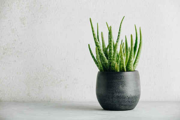 An aloe vera plant in a black pot