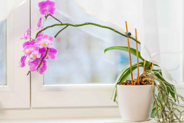 An orchid plant in a white pot placed on a window