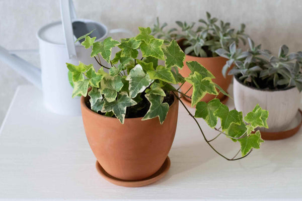 An english ivy in a brown pot placed on a white table