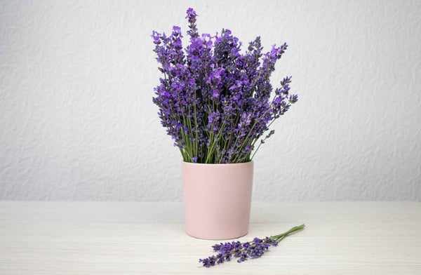 Lavender flowers in a pink vase on a table