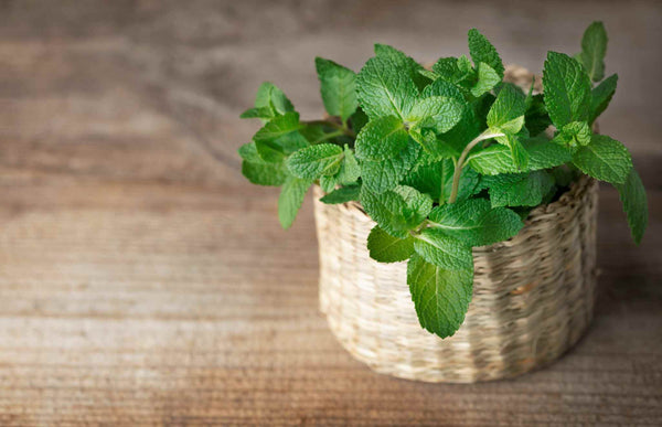 A mint plant in a brown basket placed on a table