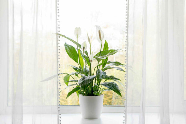 A peace lily plant sitting on a window in a white pot