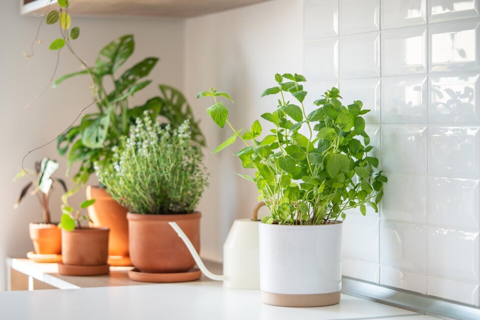 Potted plants on a kitchen counter