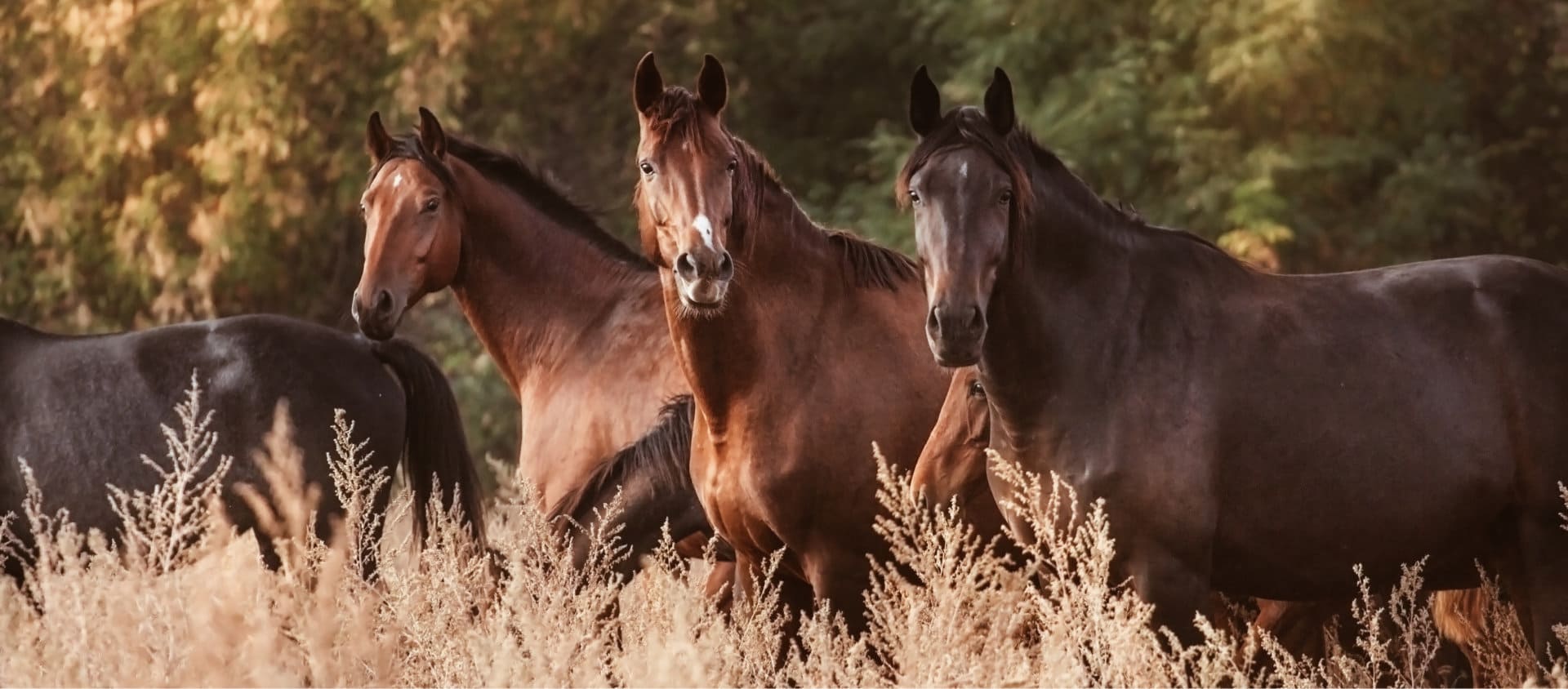 Horses