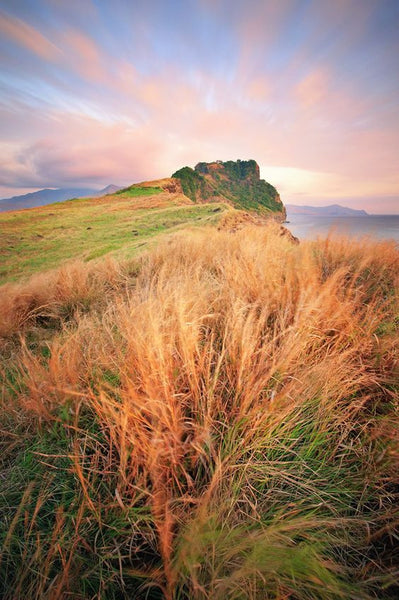 Golden grass on Capones  Island. Photo by David Asuncion.