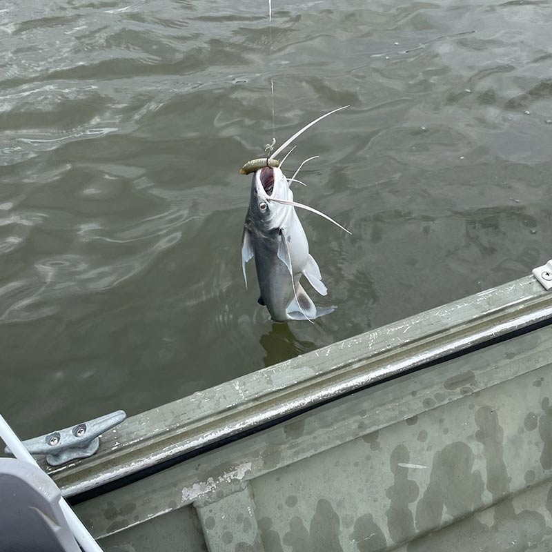 Who says saltwater catfish are gone?  After not catching one in 30 years, he caught two on two casts last week in Beaufort
