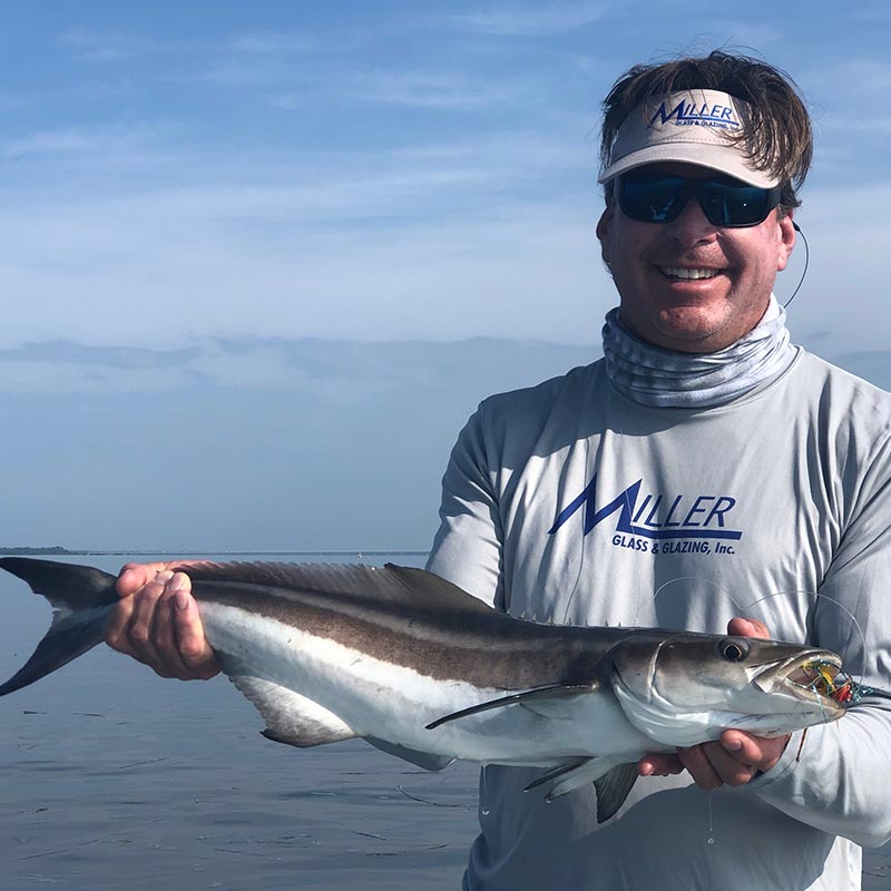 A hungry cobia caught this week with Captain Tuck Scott 