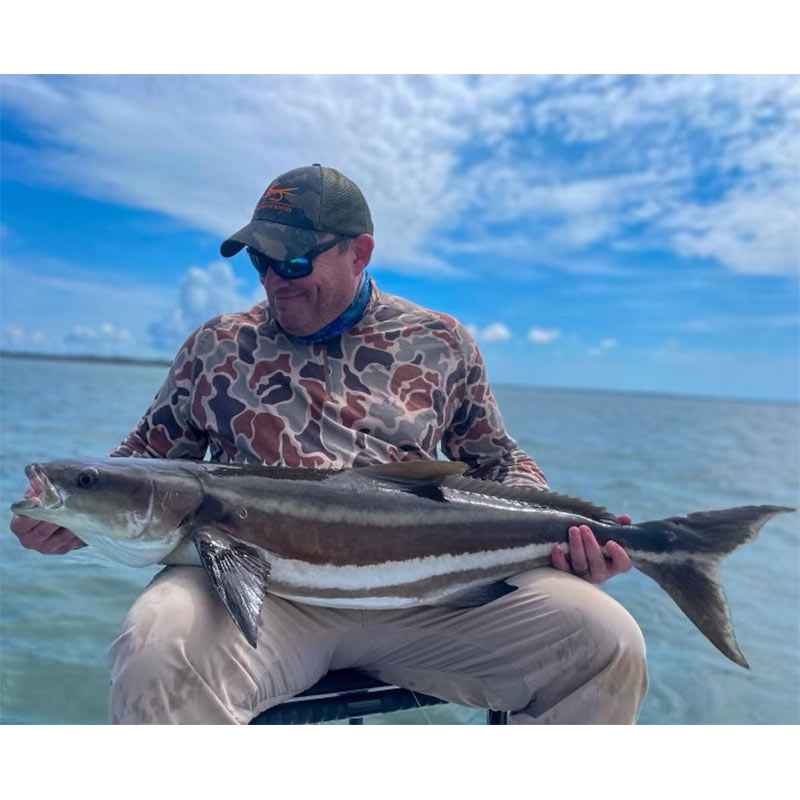 A beautiful cobia caught this week with Captain Tuck Scott 