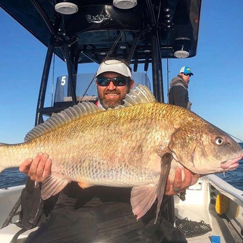 A monster black drum caught recently with Redfin Charters