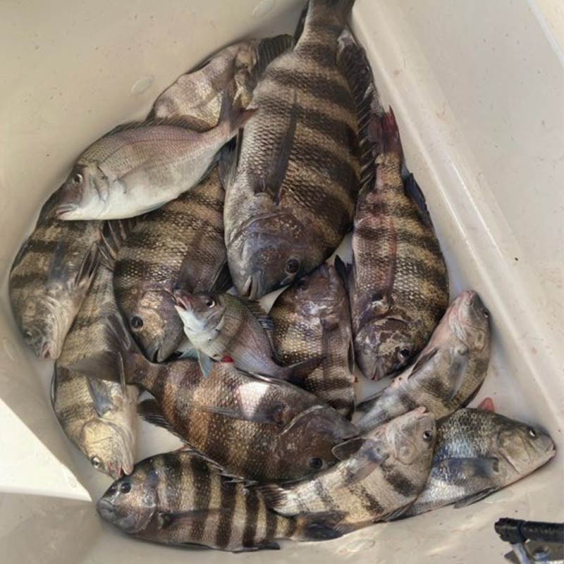 A nice mess of fish caught nearshore this week