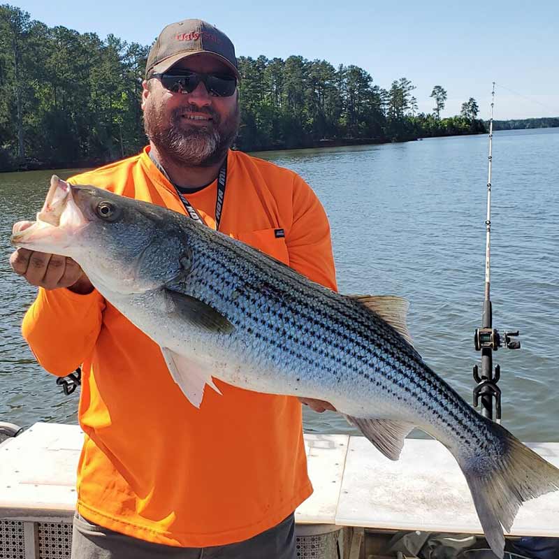 Captain Chris with a nice planer board fish caught this week