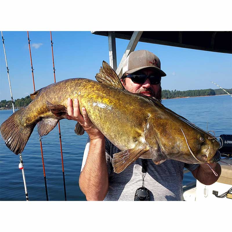 Captain Chris Simpson this week with a good flathead