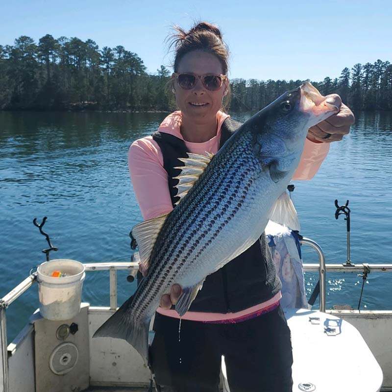 A nice striper caught minutes ago on an umbrella rig with Captain Tony Shepherd