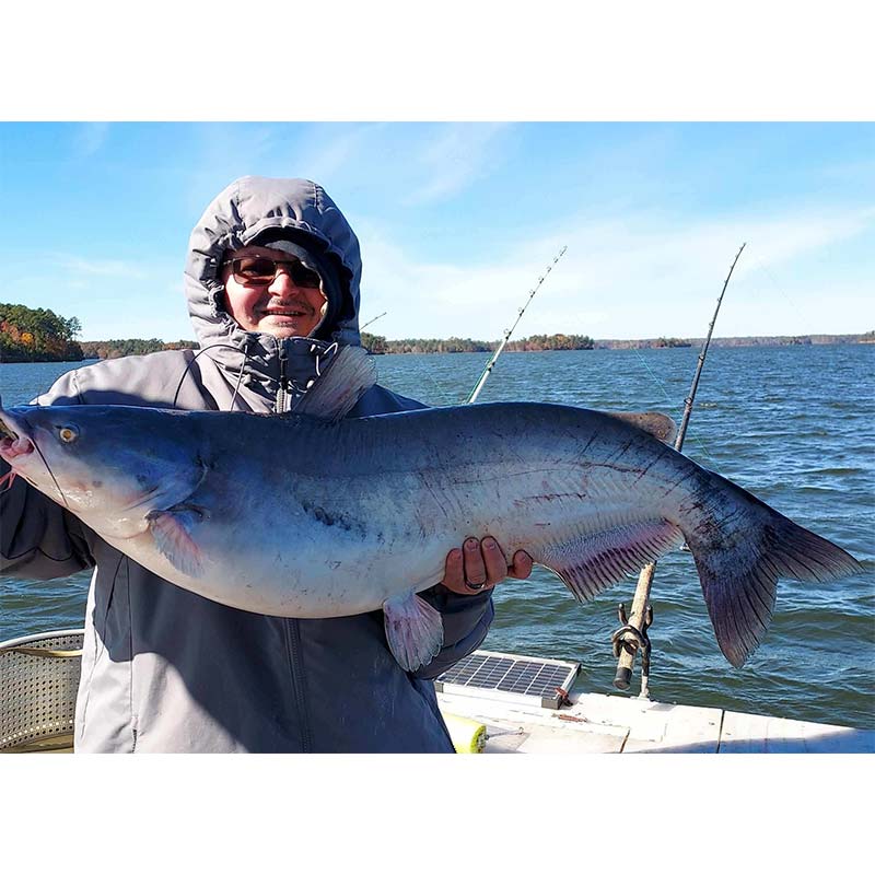 A fat blue caught this week on Clarks Hill with Captain Chris Simpson