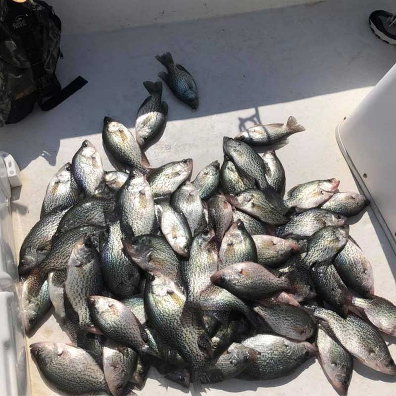 A pile of crappie caught this week with William Sasser Guide Service