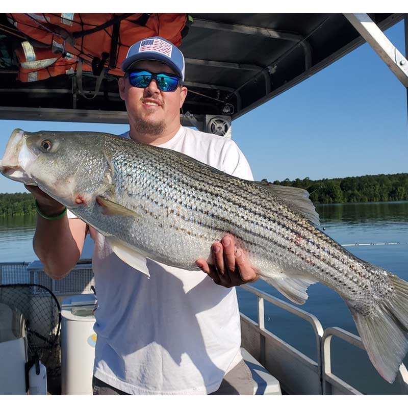 A nice Clarks Hill striper caught with Captain Chris Simpson