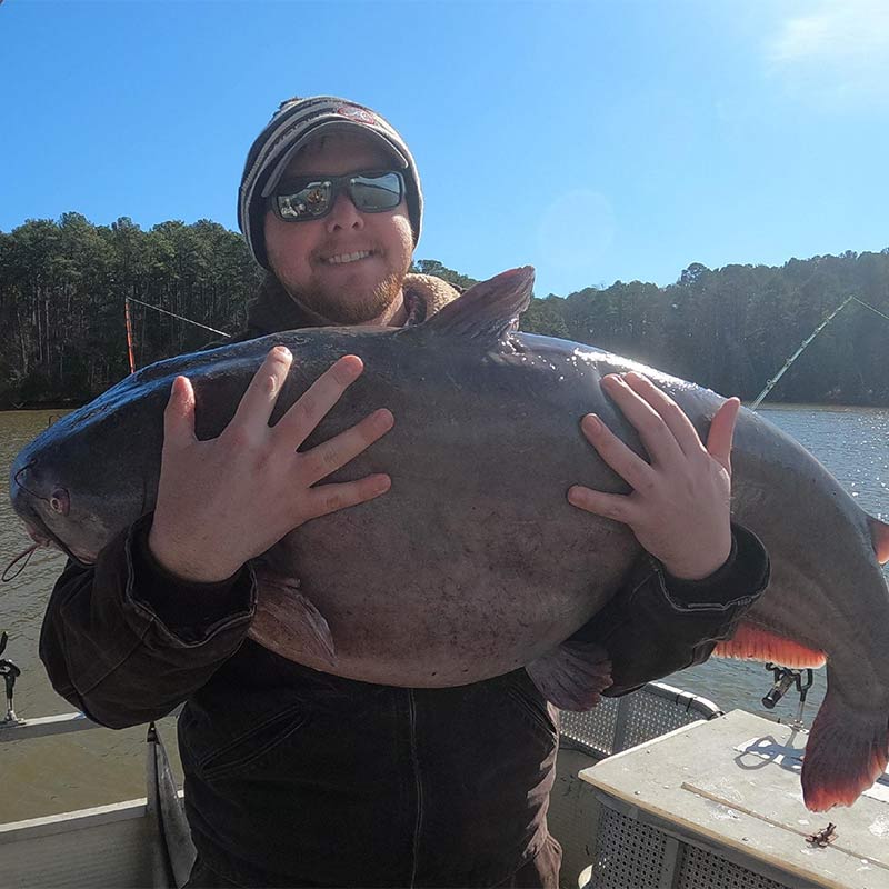 A monster caught this week on Clarks Hill with Captain Chris Simpson