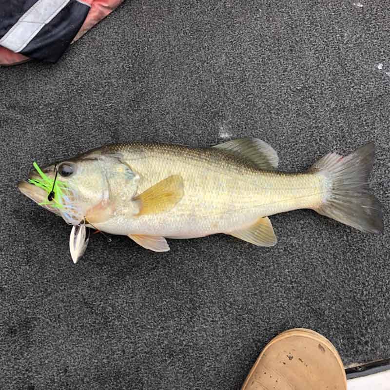 Josh Rockefeller isn't lying about the spinnerbaits