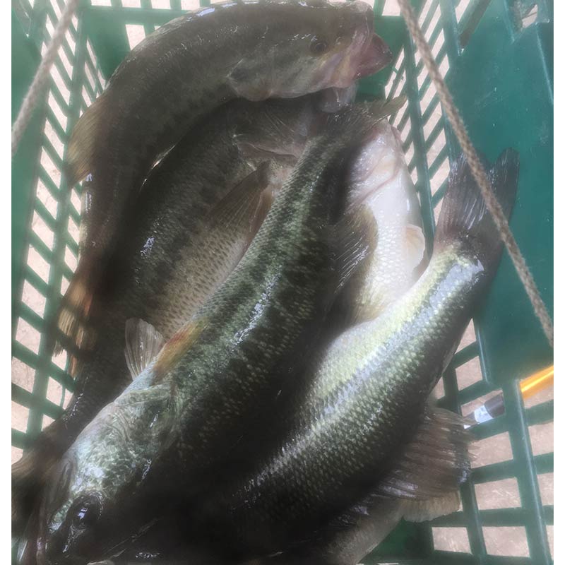 14+ pounds of live bass caught yesterday by Tyler Matthews