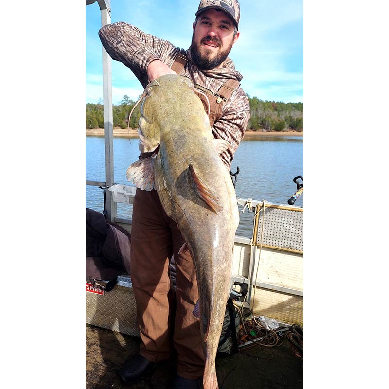 A giant flathead caught recently with Captain Chris Simpson
