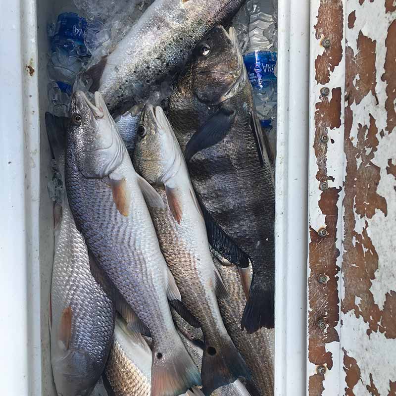 A box of fish caught this week with Captain Ron Davis, Jr. 