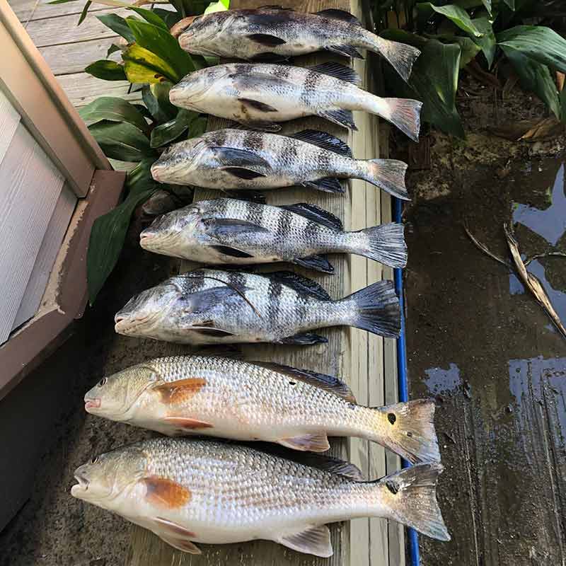 A mess of black drum with a couple of reds