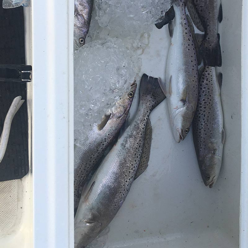 A good trout catch with Captain Ron Davis, Jr. 