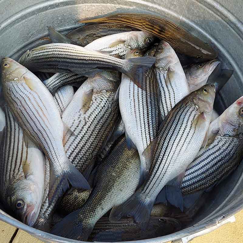 A good haul this week on Lake Greenwood