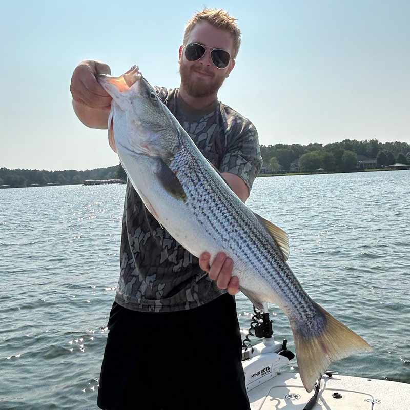 A good striper caught this week with Guide Josh Wilson
