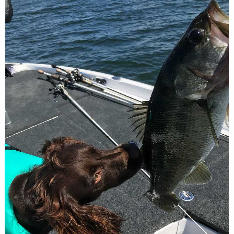 This pooch admires the latest catch from Stan Gunter