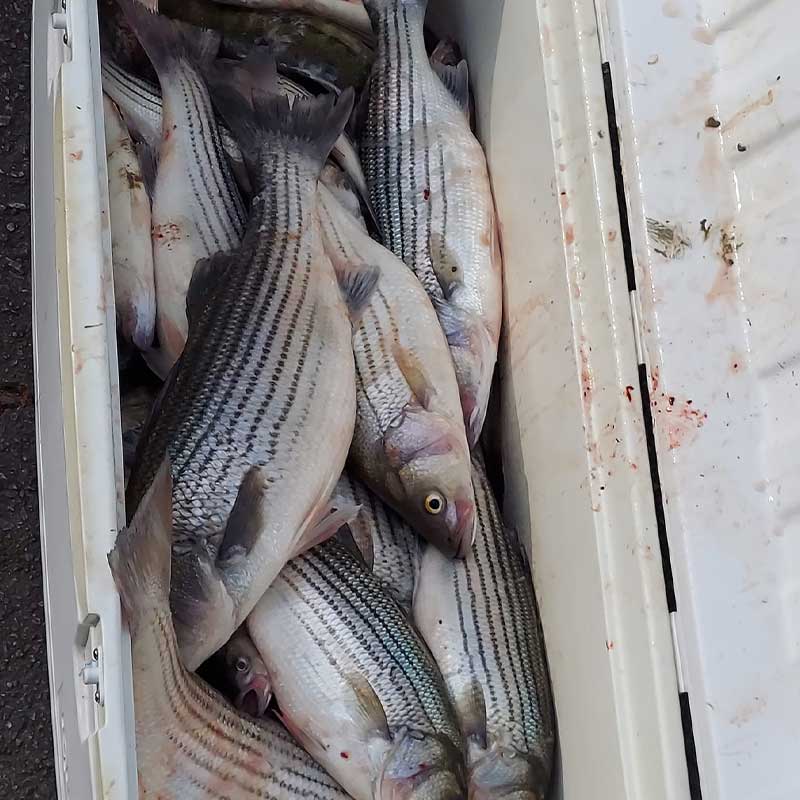 A box full of fish caught this week with Guide Daniel Skipper