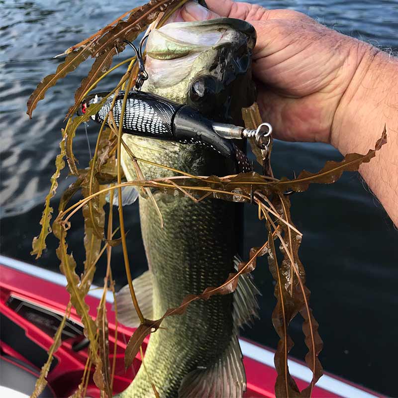 A rare topwater fish caught recently on Lake Greenwood