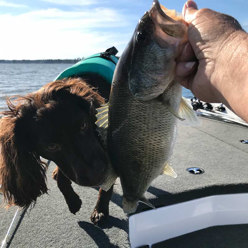 Stan Gunter's dog inspects a bass he caught yesterday