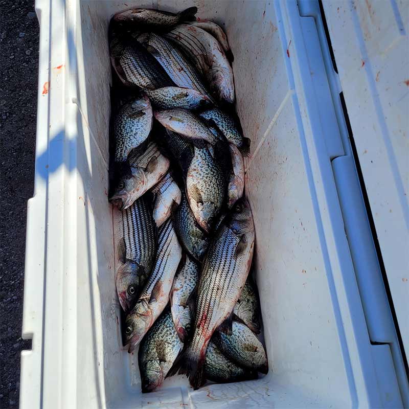 A mixed catch with Guide Daniel Skipper