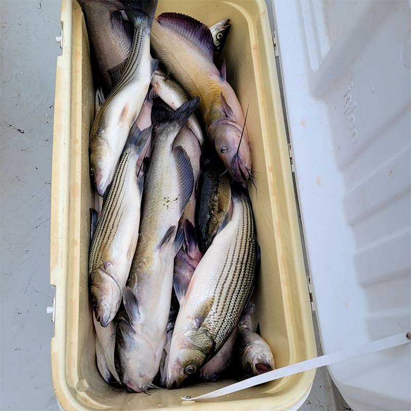 A lot of catfish and some bass to go with striper - yesterday with Guide Daniel Skipper