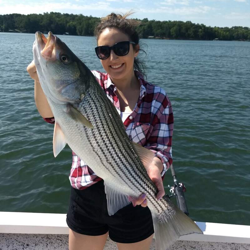 A nice Hartwell striper caught this week with Guide Chip Hamilton