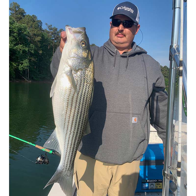 A good striper caught recently with Guide Chip Hamilton
