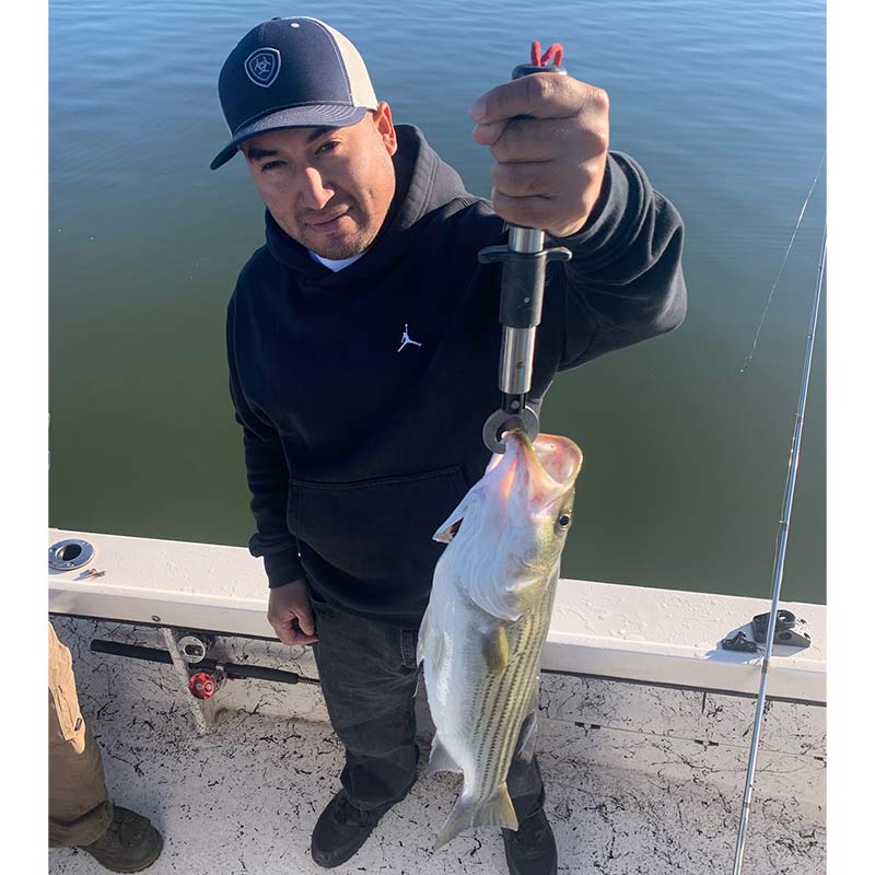 A good striper caught last week with Guide Chip Hamilton