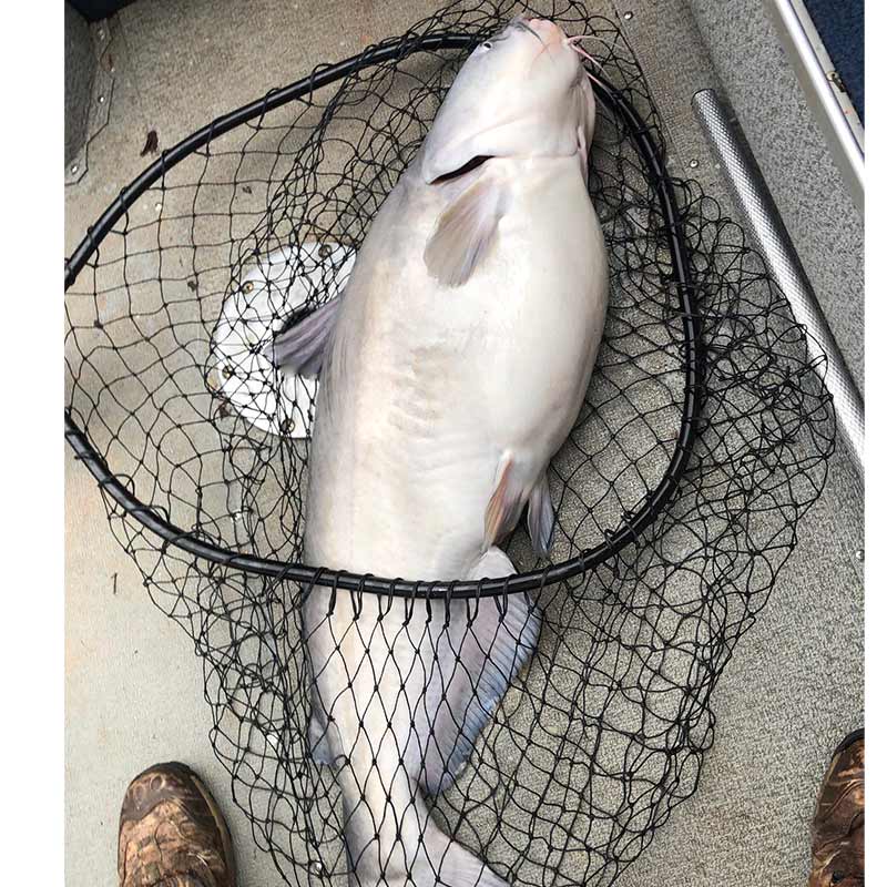 A 33-pound catfish caught this week with Captain Bill Plumley