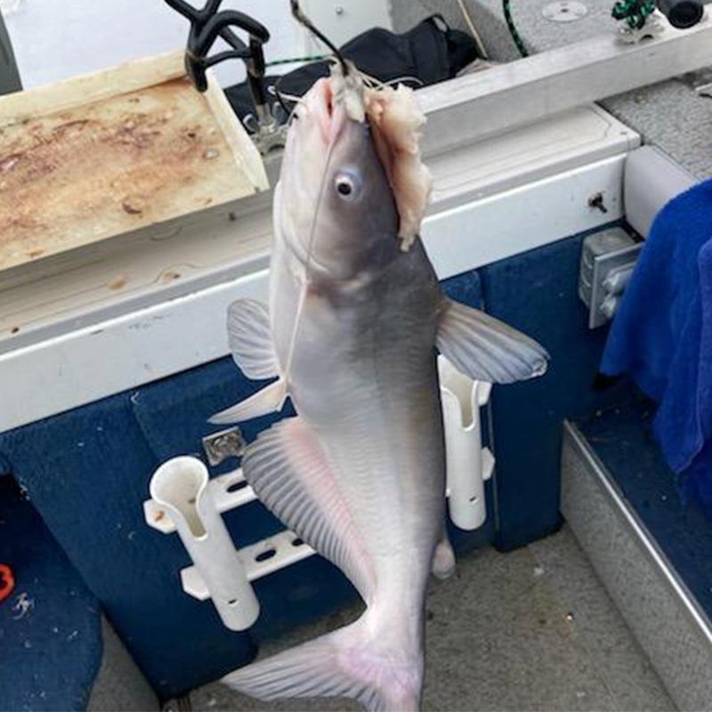 A healthy blue catfish caught out of the Lake Hartwell depths this week
