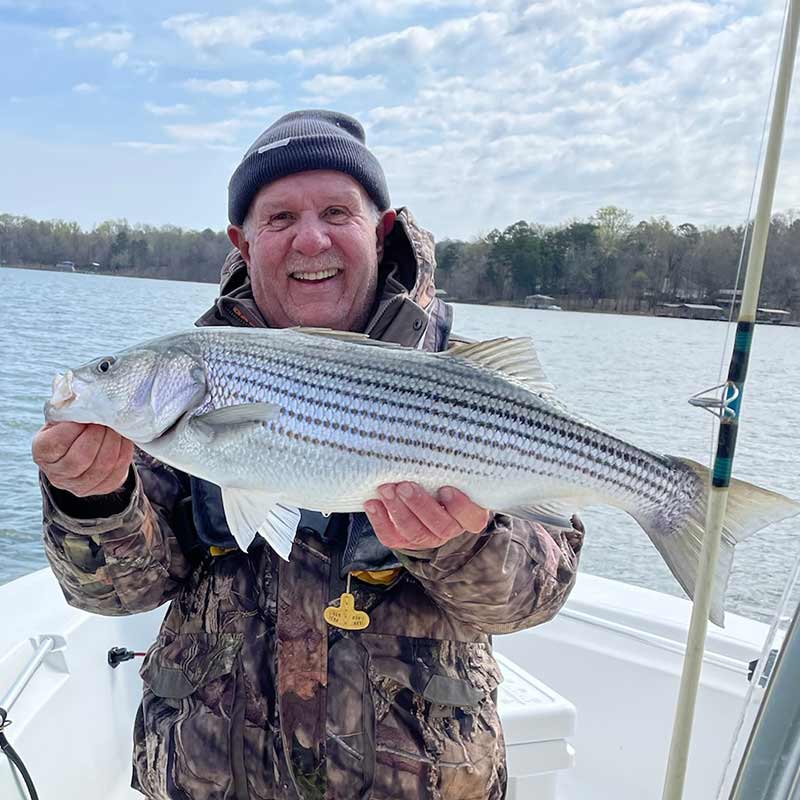 Captain Bill Plumley with a nice striper caught this week