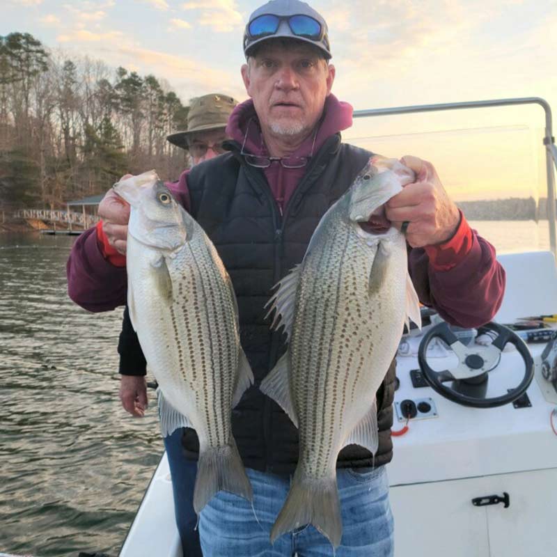 A couple of pig hybrids caught this week with Guide Chip Hamilton