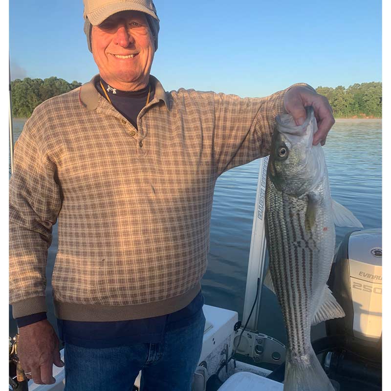 A nice Lake Hartwell striper caught yesterday with Guide Chip Hamilton