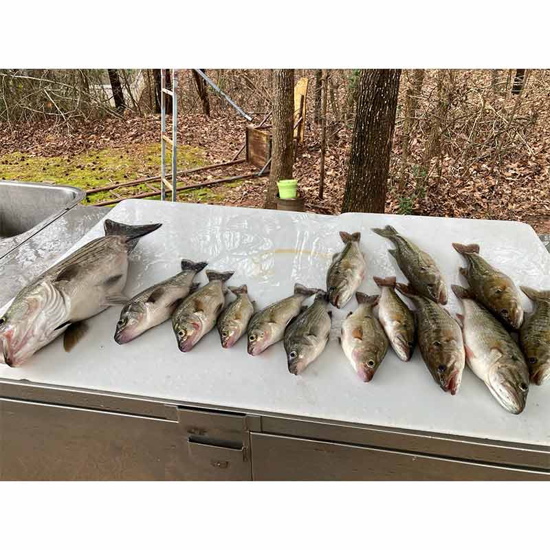 A smorgasbord of Hartwell fish caught by Captain Bill Plumley 