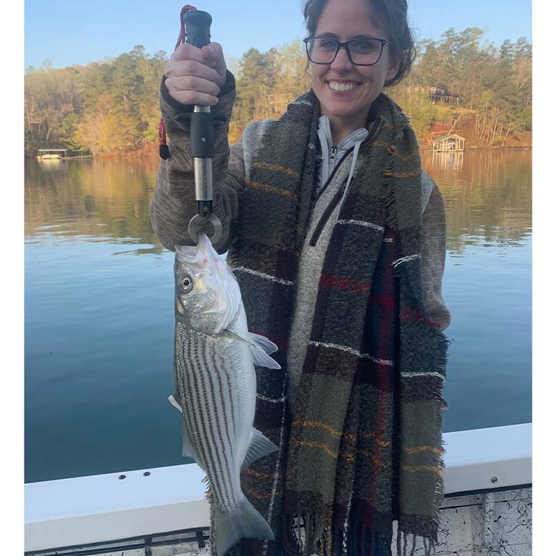 A pretty striper caught this week on Chip Hamilton's boat 