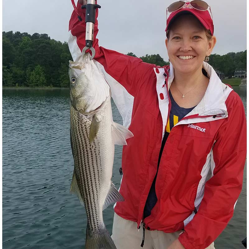 A nice striper caught this week with Guide Chip Hamilton