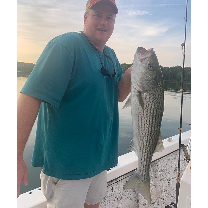 A good striper caught this week with Chip Hamilton