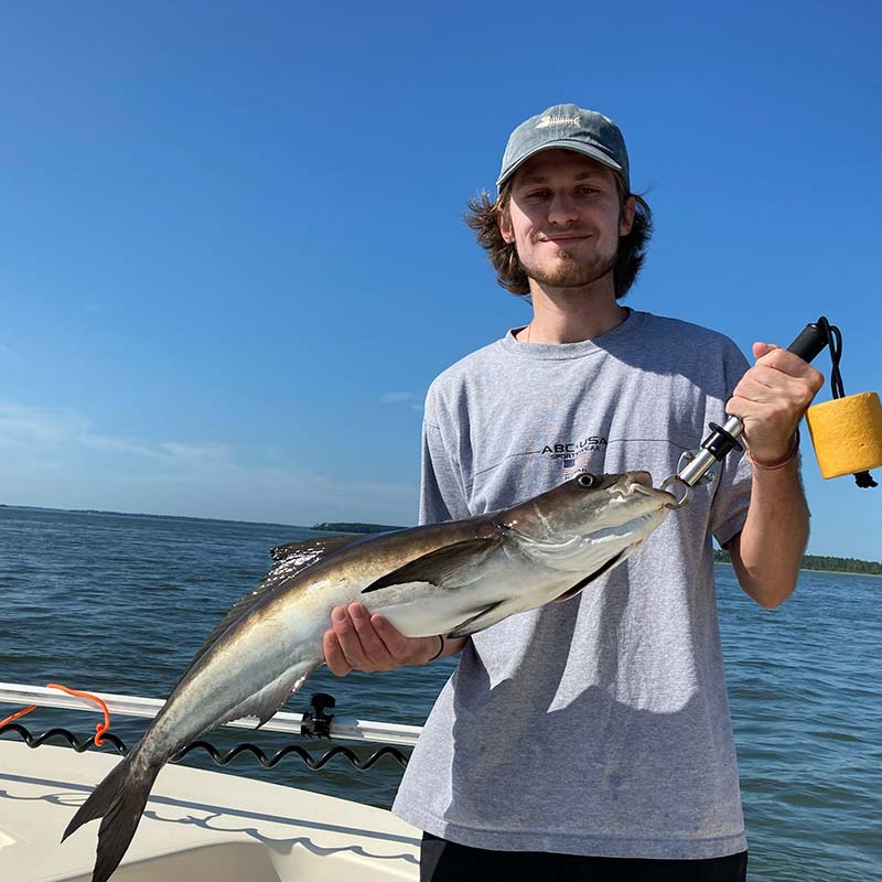 Cobia