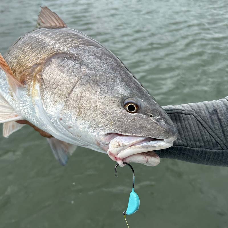A nice redfish caught on a Fatbelly jig