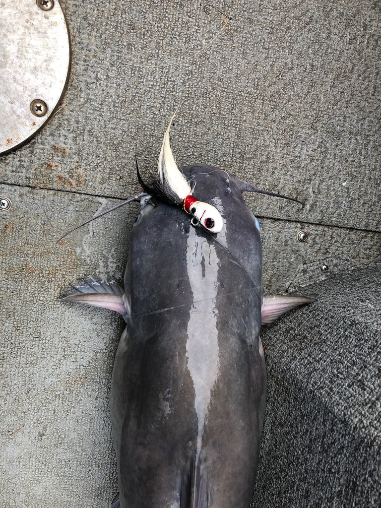 This Hartwell blue ate a bucktail (tipped with cut bait) 